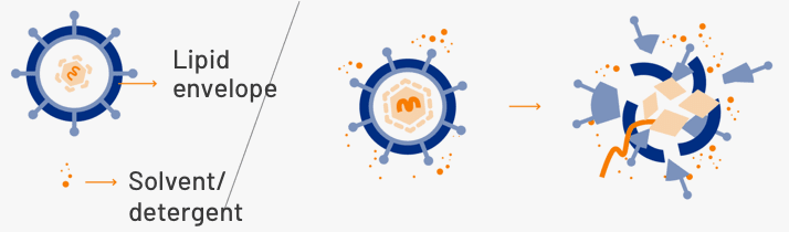 Sequence showing how solvent/detergent treatments inactivate the lipid envelope of viruses. Sequence showing how solvent/detergent treatments inactivate the lipid envelope of viruses.