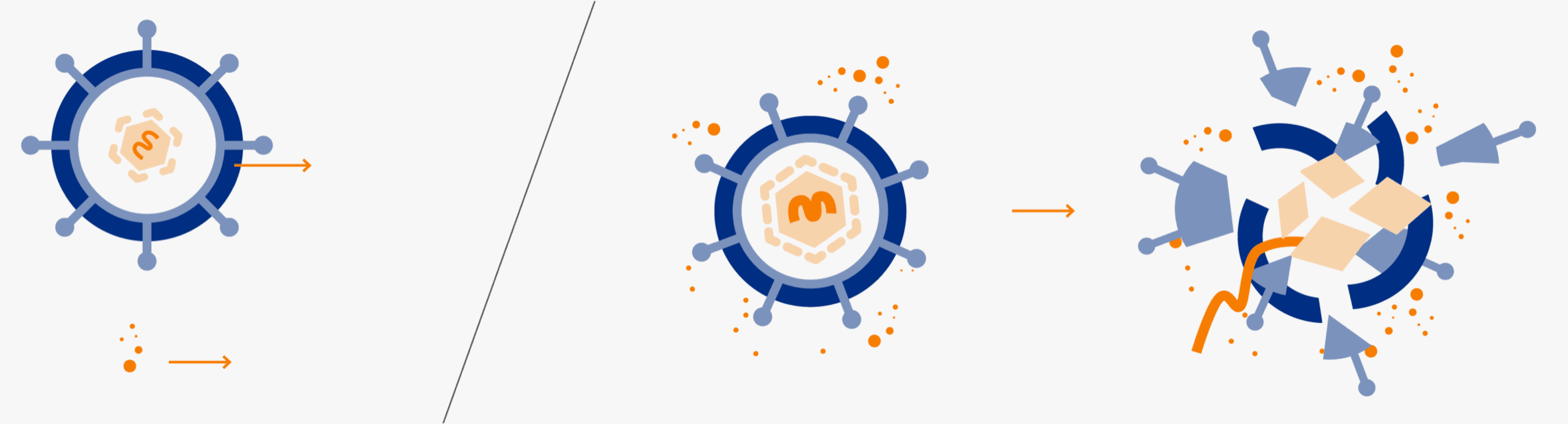 Sequence showing how solvent/detergent treatments inactivate the lipid envelope of viruses.