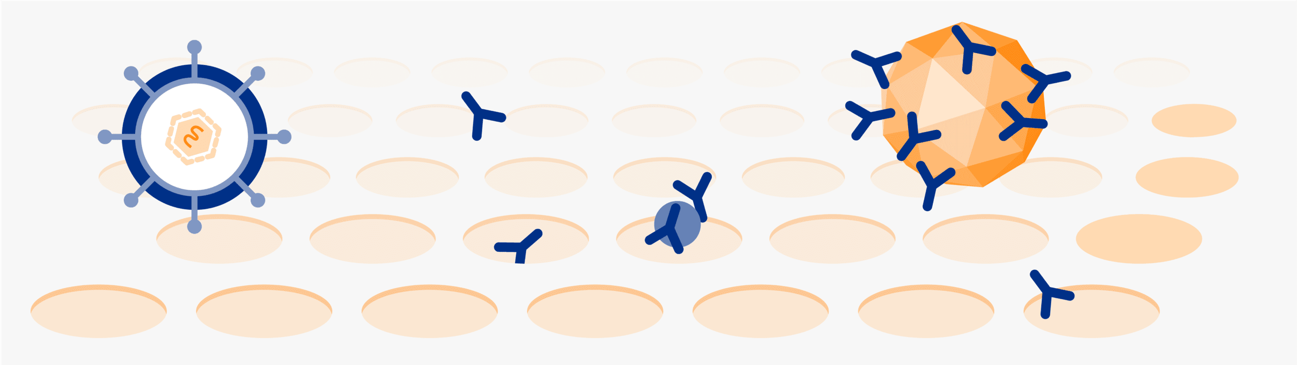 Sequence showing pathogens being removed. Sequence showing pathogens being removed.