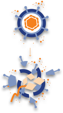 Plasma cells inactivating the viruses.